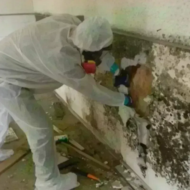 Mold Remediation and Removal in Marked Tree, AR